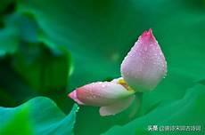 夏至范成大朗读